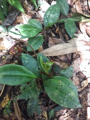 Labisia pumila