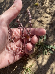 Chenopodium atrovirens