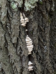 Irpiciporus