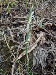 Spiranthes spiralis image