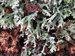 Cladonia turgida