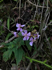 Chaetogastra gracilis