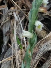 Spiranthes spiralis image