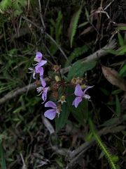 Chaetogastra gracilis