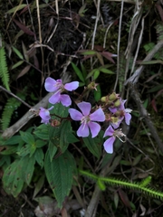 Chaetogastra gracilis