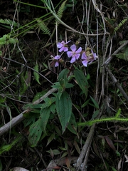 Chaetogastra gracilis