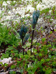 Gentiana glauca