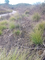 Ampelodesmos mauritanicus