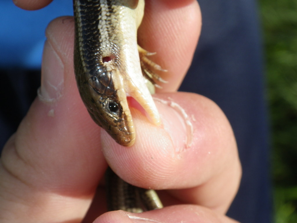 Variegated Skink