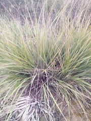 Ampelodesmos mauritanicus