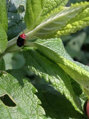 Kuschelina gibbitarsa