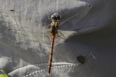 Sympetrum ambiguum