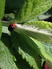 Kuschelina gibbitarsa