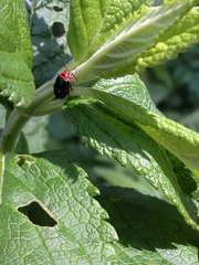 Kuschelina gibbitarsa