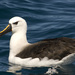 Yellow-nosed Albatross - Photo (c) Nicolas Olejnik, some rights reserved (CC BY-NC), uploaded by Nicolas Olejnik