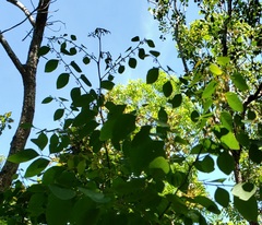 Phyllanthus mocinianus