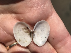 Cryptomya californica