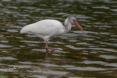 Eudocimus albus