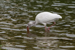 Eudocimus albus