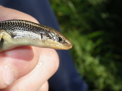 Plestiodon gilberti cancellosus