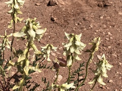 Astragalus praelongus