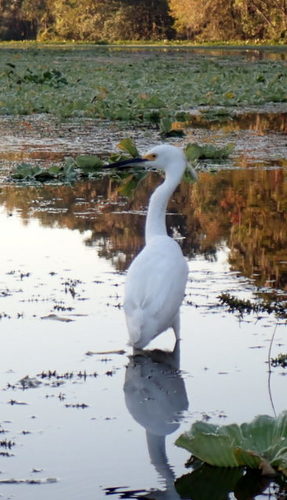 Snowy Egret photographed in Florida