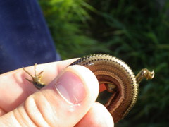 Plestiodon gilberti cancellosus