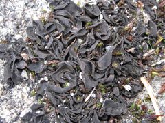 Lathagrium undulatum