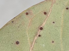 Neuroterus saltatorius texanus