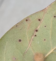 Neuroterus saltatorius texanus