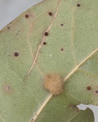 Neuroterus saltatorius texanus