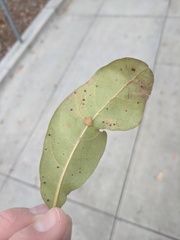 Neuroterus saltatorius texanus