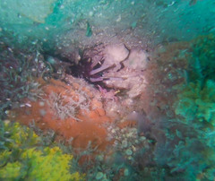 Rhynchocinetes serratus