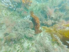 Aplysia extraordinaria