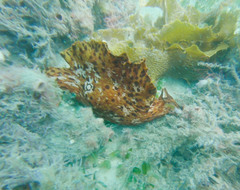 Aplysia extraordinaria