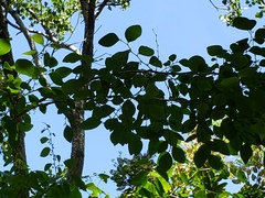 Phyllanthus mocinianus
