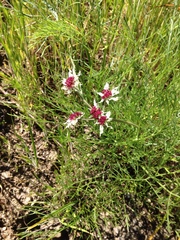 Lomatium hooveri