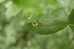 Stigmella plagicolella