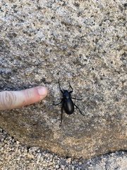 Eleodes grandicollis