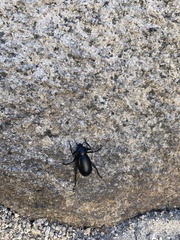 Eleodes grandicollis