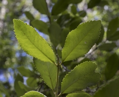 Laureliopsis philippiana