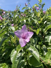 Cryptostegia