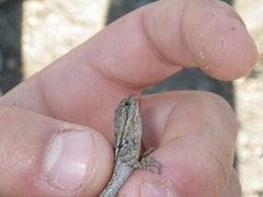 Sceloporus occidentalis occidentalis