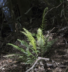 Blechnum mochaenum