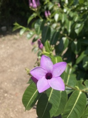 Cryptostegia