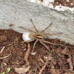 Lycosa erythrognatha