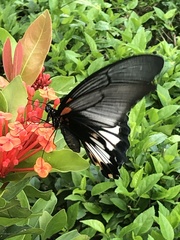 Papilio memnon