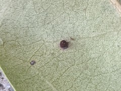 Neuroterus saltatorius texanus