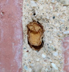 Megachilini