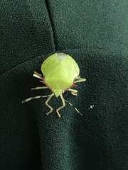 Chlorocoris distinctus